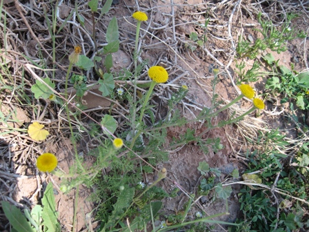Mesembryanthemum nodiflorum et Anacyclus sp.JPG