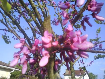 1 fleurs arbre.JPG