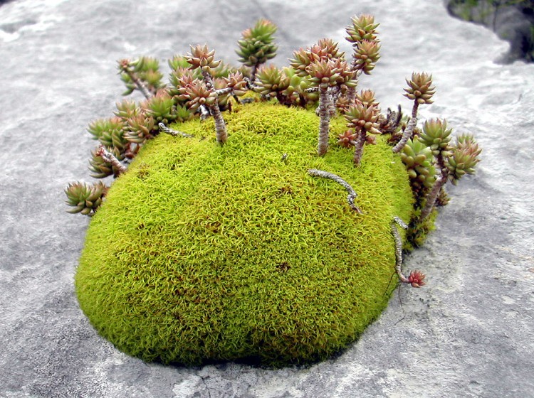 L'Ile au Sedum .jpg