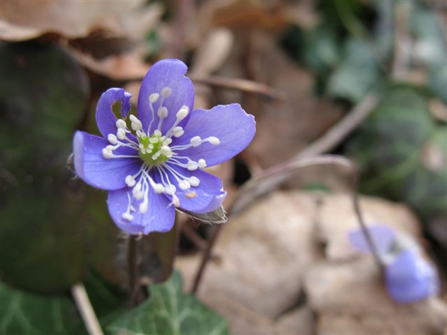 Hepatica   nobilis   Schreb.