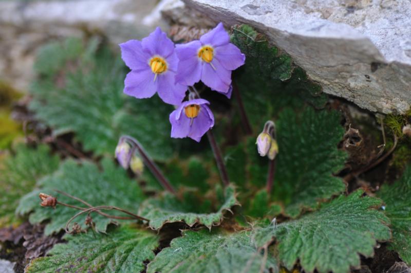 ramonda pyrenaica.JPG