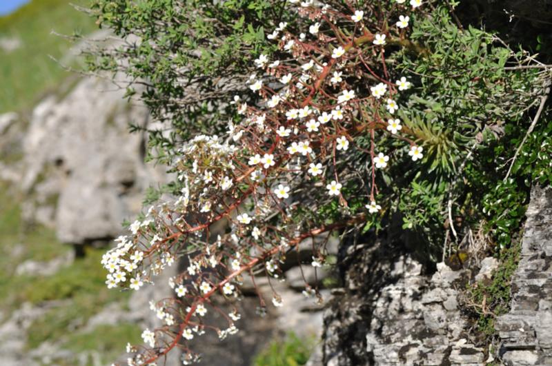 saxifraga longifolia.JPG