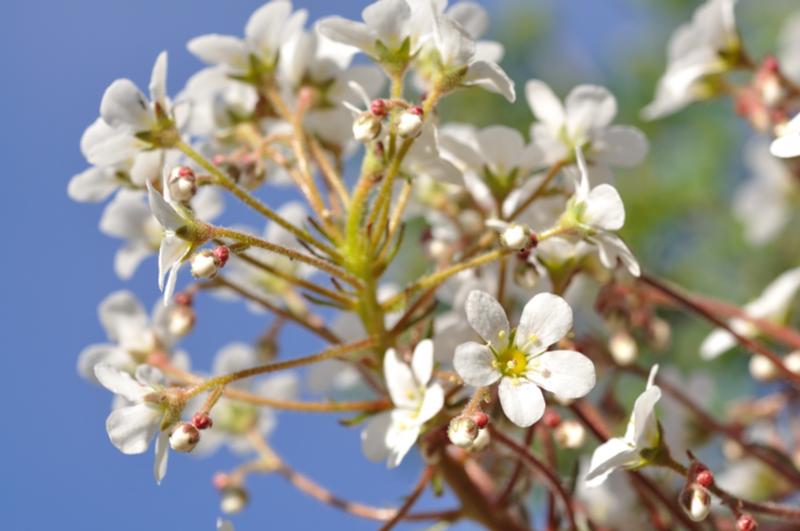 saxifraga longifolia (2).JPG