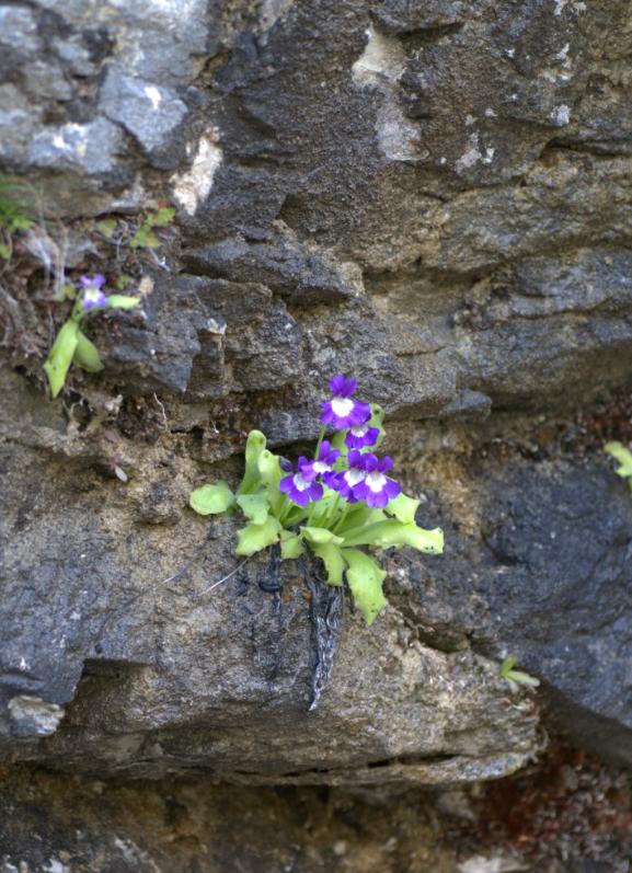 pinguicula longifolia subs longifolia.JPG