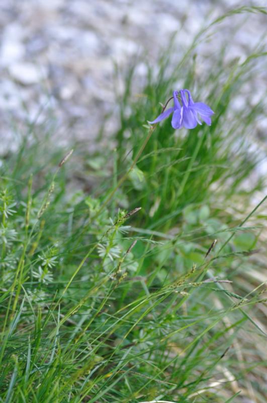 aquilegia pyrenaica.JPG