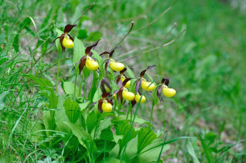 cypripedium calcaeolus.JPG