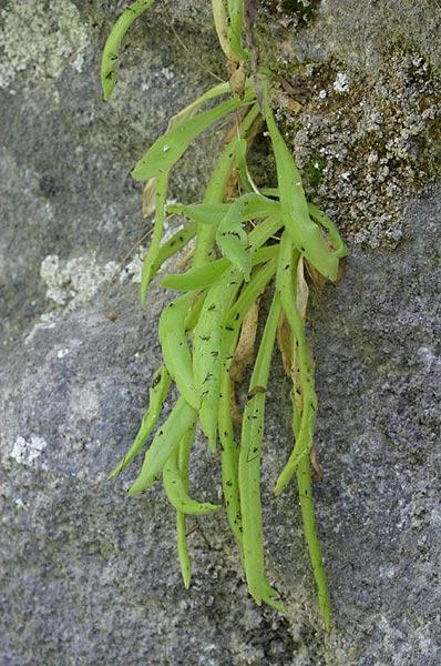 pinguiculalongifolia1.jpg