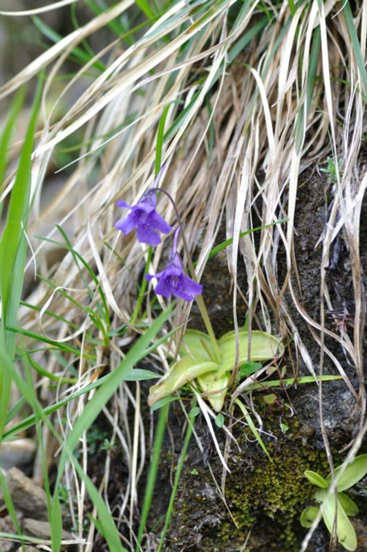 pinguicula grandiflora subs grandiflora.jpg