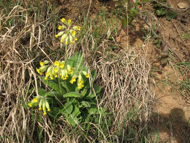 Primula   veris   L.