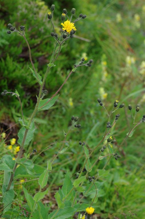 hieracium cantalicum?