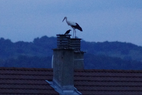 une cigogne