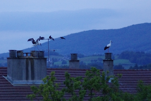 deux cigognes