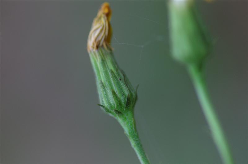 plante à bractées écartées