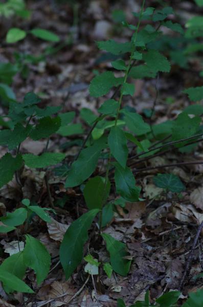 autre plante sans rosette