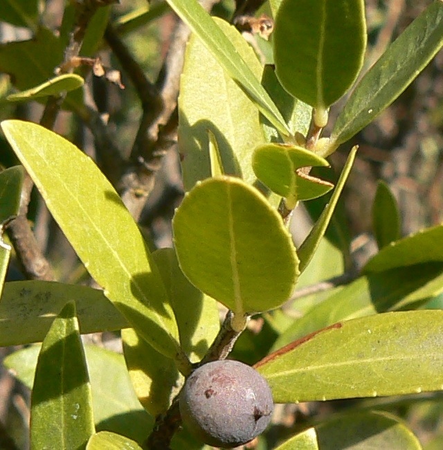 Phillyrea latifolia - 10-2011 -  Orgon(13).jpg