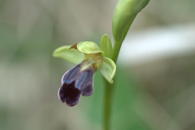 ophrys vasconica.jpg