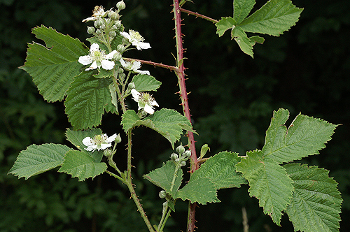 Rubus-sp-recto7561.jpg