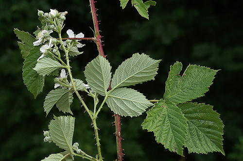 Rubus-sp-verso7561.jpg