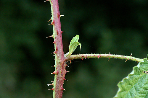 Rubus-sp-rameau et stipules7561.jpg