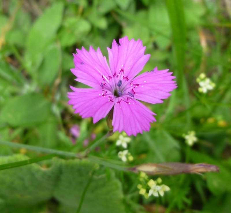 Oeillet à delta-51 (Dianthus deltoides).jpeg