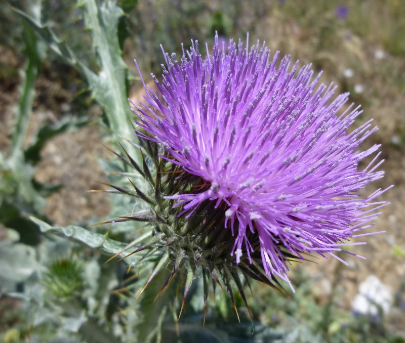 Onopordon à feuilles d'acanthe-51 (Onopordum acanthium).jpeg