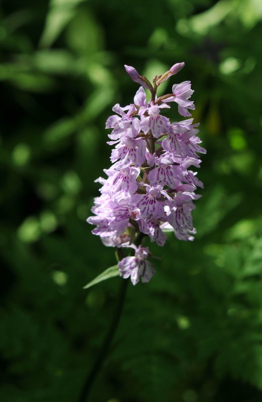 Orchis de Fuchs-221 (Dactylorhiza fuchsii).jpeg