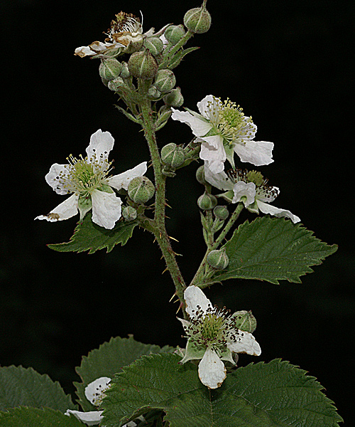 Rubus-sp-grappe florale7561.jpg