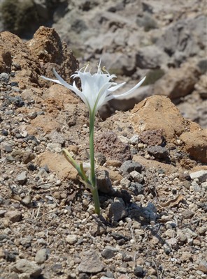 Pancratium maritimum