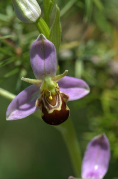 ophrys apifera.jpg