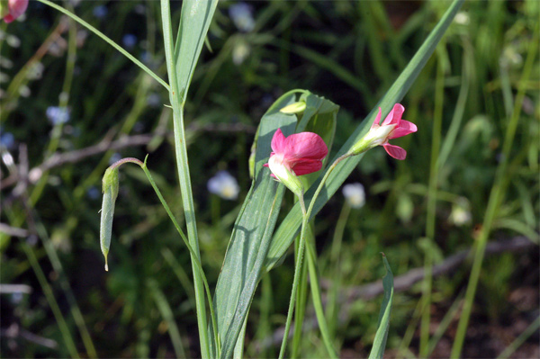 Lathyrus-nissolia-5894-(8).jpg