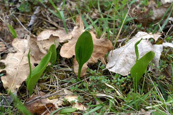 Ophioglossum-vulgatum-3972-.jpg