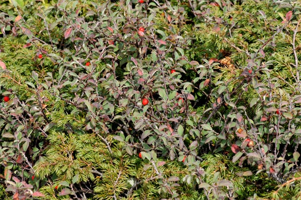 Cotoneaster-integerrima-Hau.jpg