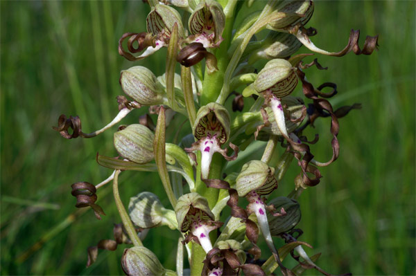 Himantoglossum-hircinum-534.jpg
