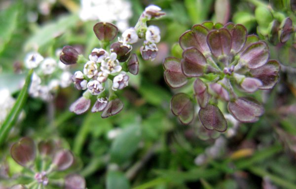 Brassicacées - X - Angers 21-12 1 red.JPG