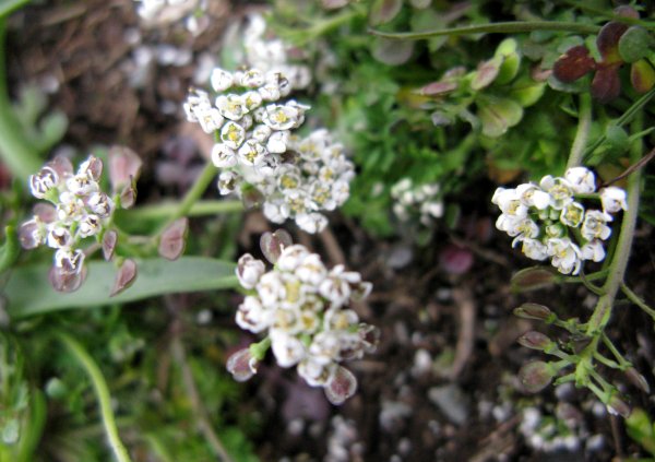 Brassicacées - X - Angers 21-12 2 red.JPG