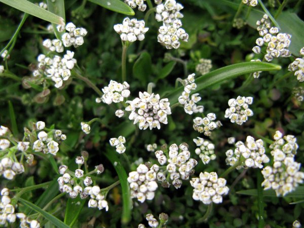 Brassicacées - X - Angers 21-12 3 red.JPG