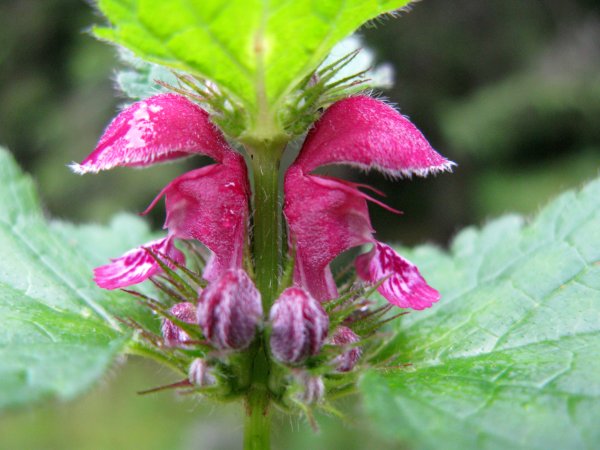 Lamiacées - X 2 Lieu humide tige creuse - Roumanie RED 3.jpg