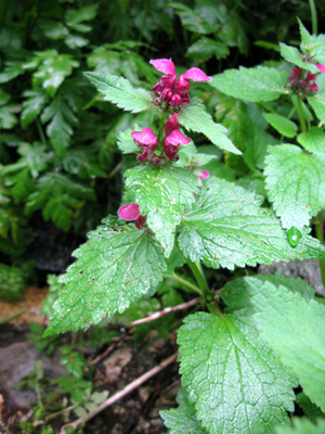 Lamiacées -  Roumanie RED.jpg