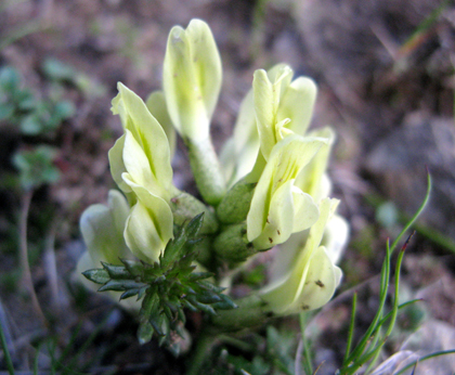 Fabacées - Astragalus sp 2 - RED.jpg
