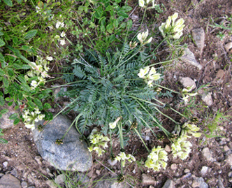 Fabacées - Astragalus sp 2 - RED 3.jpg