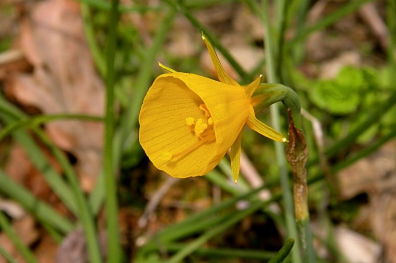 Narcissus_bulbocodium_web.jpg