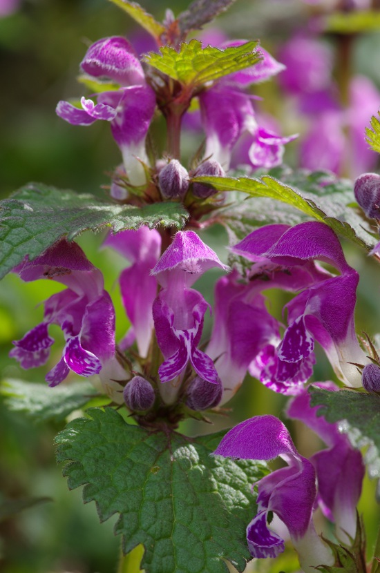 Lamium maculatum  BOUSSY(74) 03/04/11