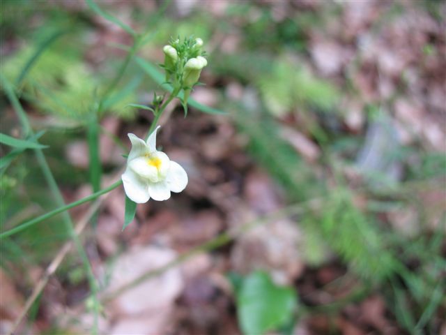 Linaria   repens   var.   repens ?