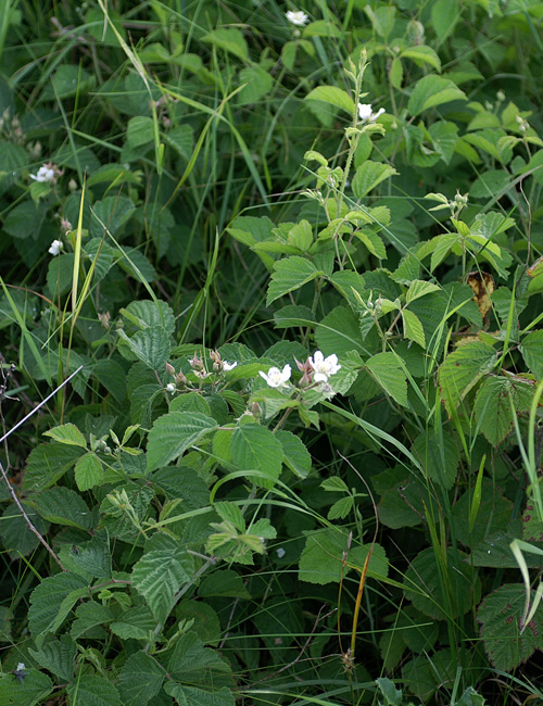 Rubus-sp7710.jpg