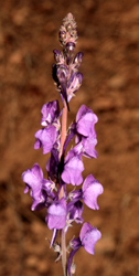 Scrophulariacées - Linaria sp 1 (Linaire ) -RED 2.jpg