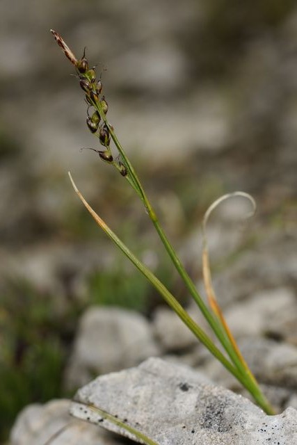 Carex glacialis