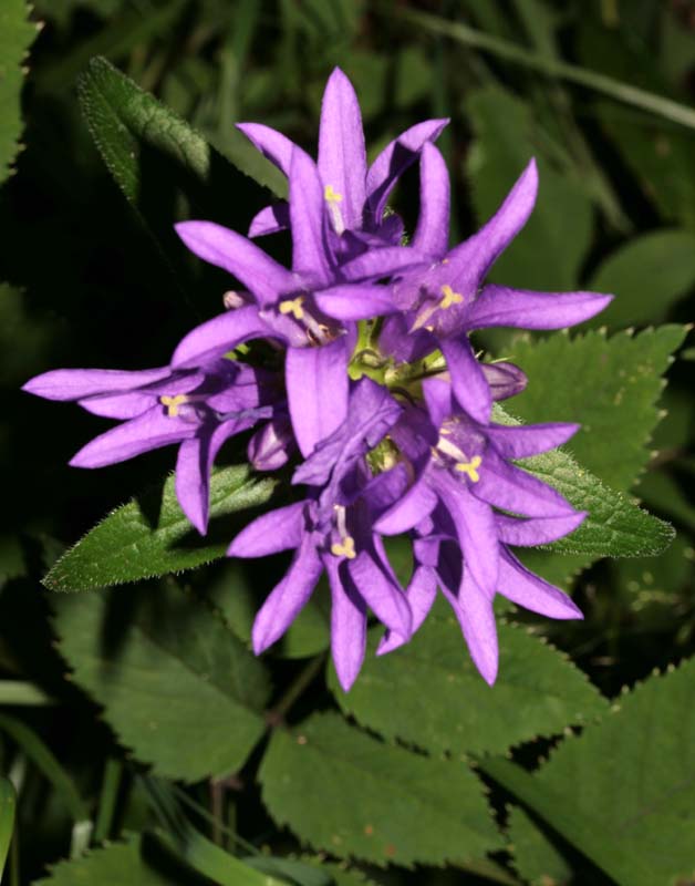 Campanulacées - Campanula glomerata (C. agglomérée) - RED 1.jpg