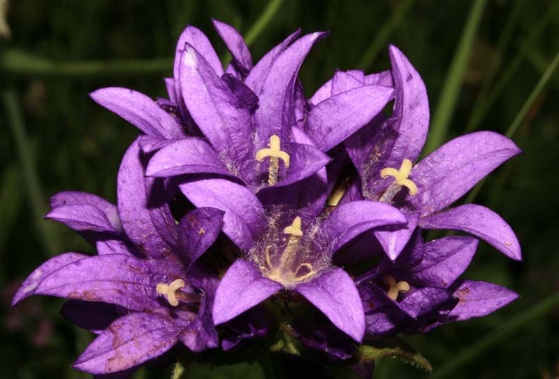 Campanulacées - Campanula glomerata (C. agglomérée) - RED 2.jpg