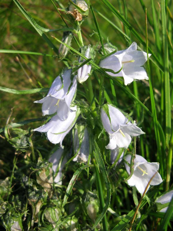 Campanulacées - Campanula sp 05 - Roumanie (Parc Nat Cealhau) RED 1.jpg