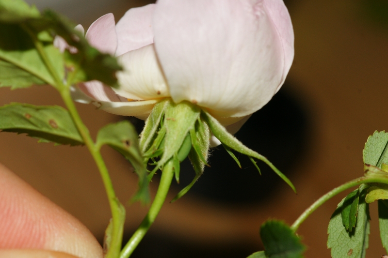 Rosa stylosa (Copier).JPG